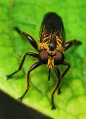 Laphriini