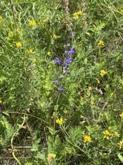 Salvia dumetorum