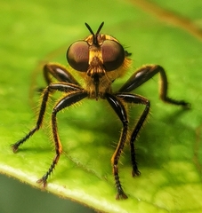 Laphriini