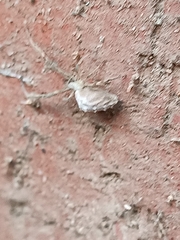 Uloborus walckenaerius