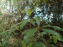 Pittosporum