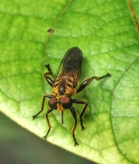 Laphriini