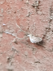 Uloborus walckenaerius