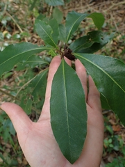 Pittosporum