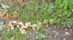 Lespedeza juncea