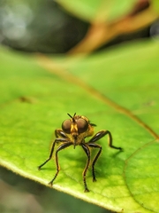 Laphriini