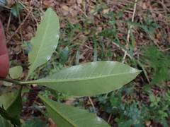 Pittosporum