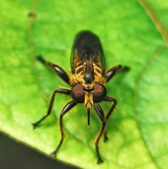 Laphriini
