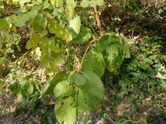 Vitis riparia