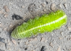 Scaeva pyrastri