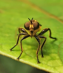Laphriini