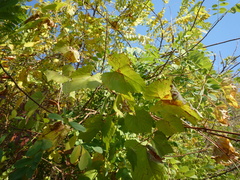 Vitis riparia