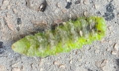 Scaeva pyrastri