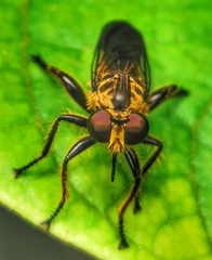Laphriini