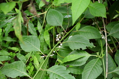 Deeringia polysperma