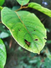 Laphriini