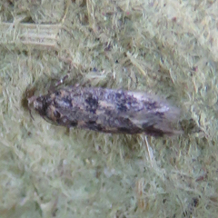 Bryotropha basaltinella