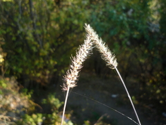 Setaria adhaerens