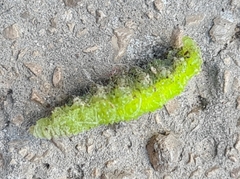 Scaeva pyrastri