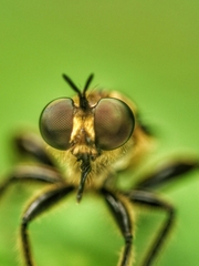 Laphriini