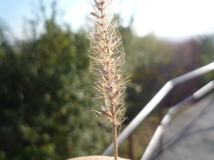 Setaria adhaerens