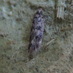 Bryotropha basaltinella