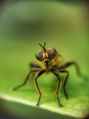 Laphriini
