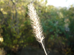 Setaria adhaerens