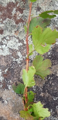 Ribes pulchellum