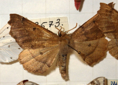 Odontopera bidentata