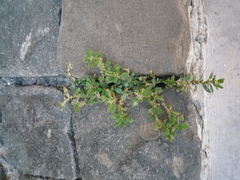 Polygonum aviculare aviculare