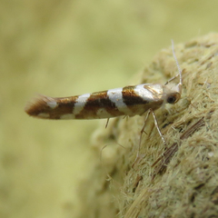 Argyresthia goedartella