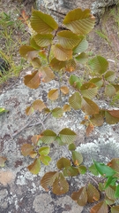 Ulmus davidiana