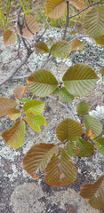 Ulmus davidiana