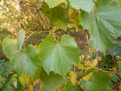 Vitis riparia