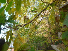 Vitis riparia