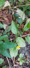 Lapsana communis