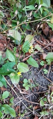 Lapsana communis