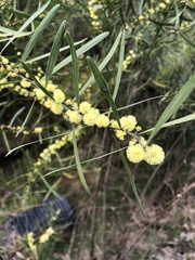 Acacia stricta