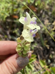 Scutellaria supina