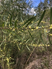 Acacia stricta