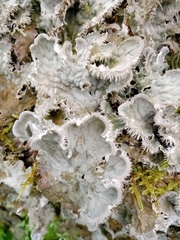 Peltigera membranacea