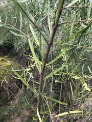 Acacia stricta