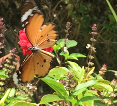 Danaus chrysippus chrysippus