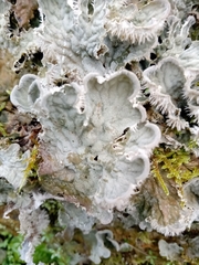 Peltigera membranacea