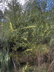 Acacia stricta