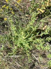 Hieracium virosum