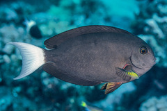 Acanthurus thompsoni