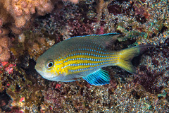 Pycnochromis nigrurus