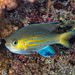 Pycnochromis nigrurus - Photo (c) François Libert, algunos derechos reservados (CC BY-NC-SA), subido por François Libert